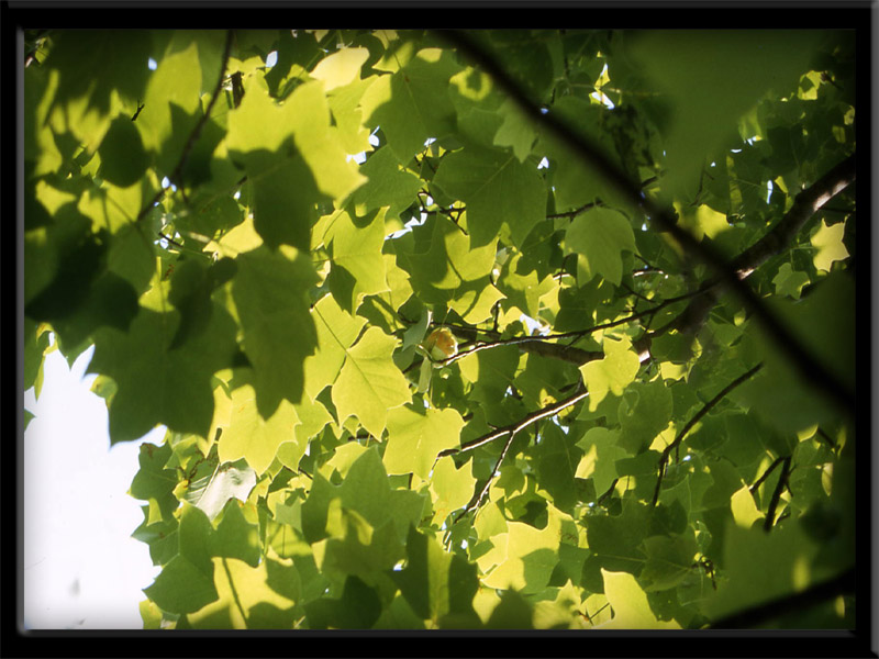 Liriodendron tulipifera L. - quiz -